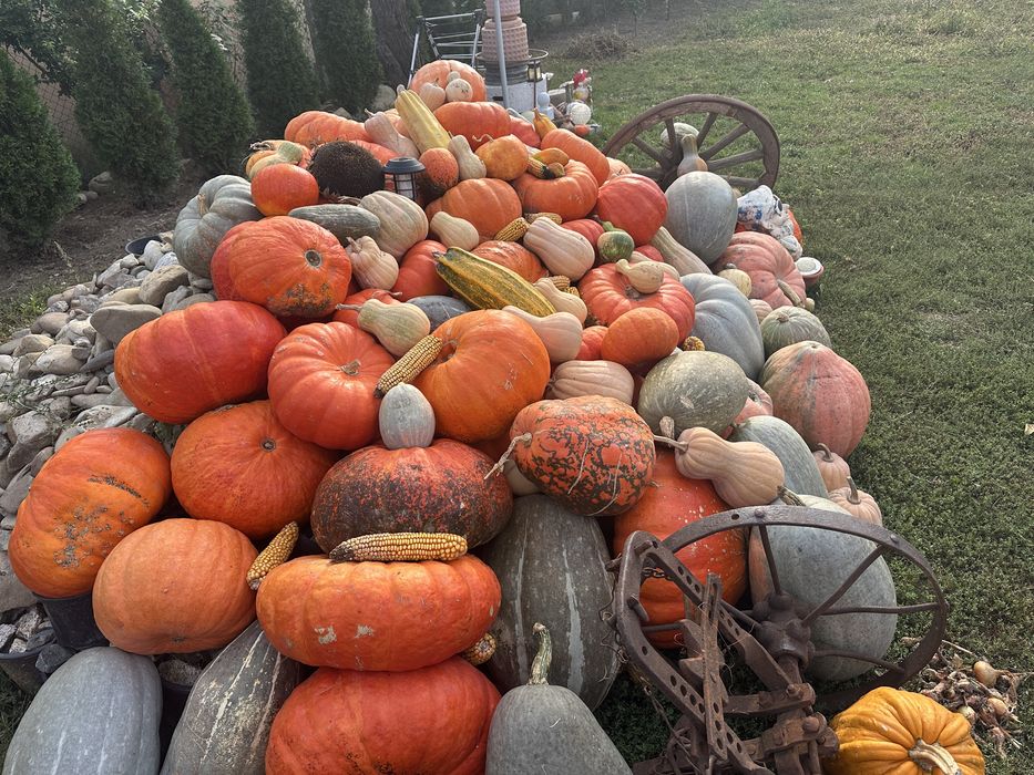 Dovelci Halloween