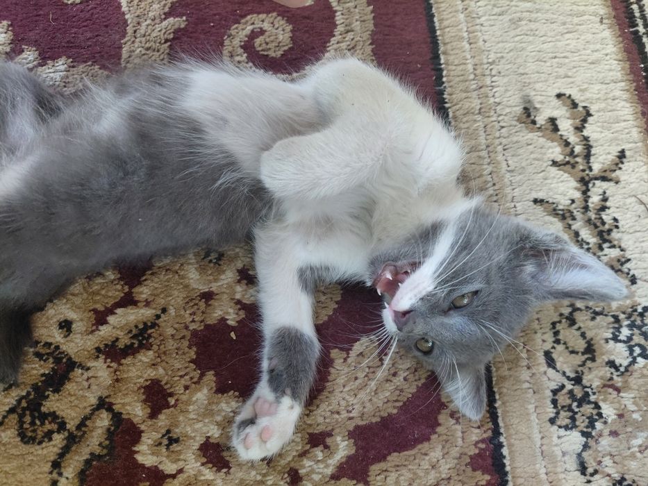 Отдам тыгыдык котенка