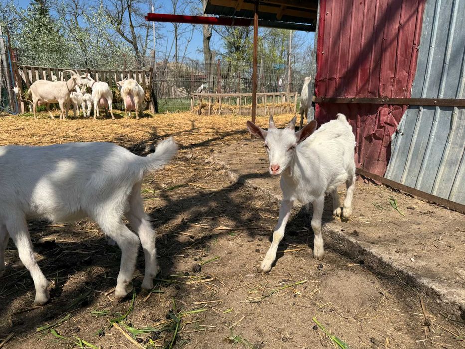 Vand  6 capre rasa Zane si un tap rasa Zane