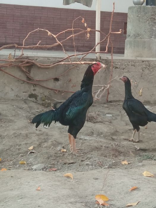 Holati yaxshi kafolat uydan olib ketguncha