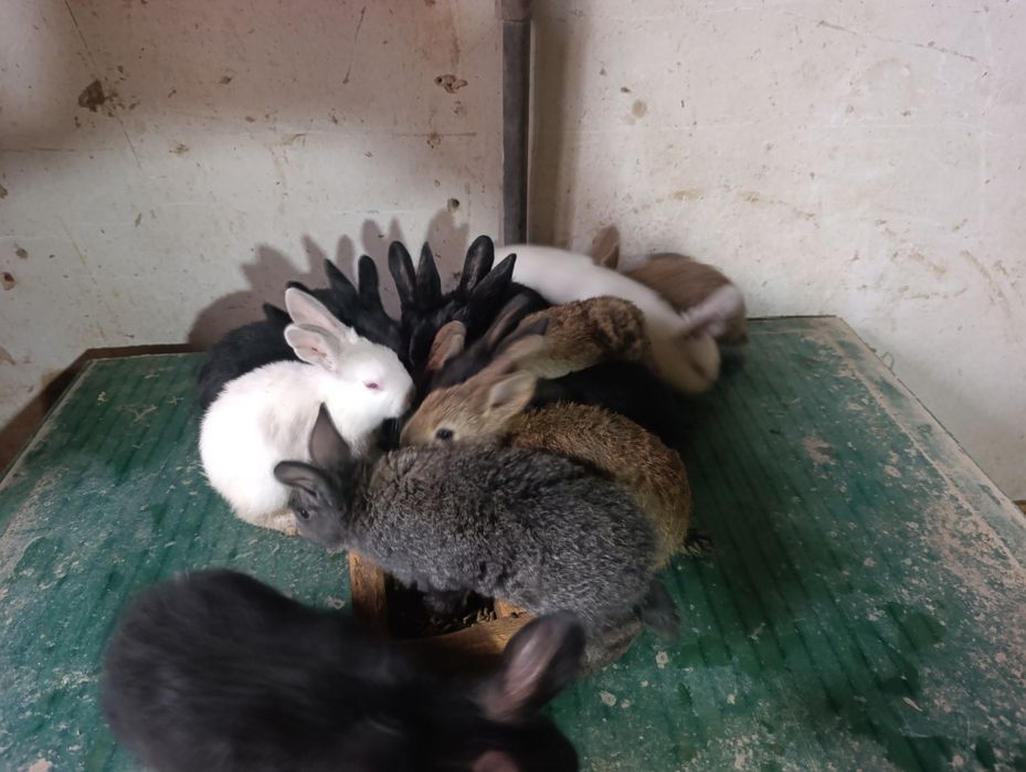 Quyonchala 45 kunli soni 12 ta.