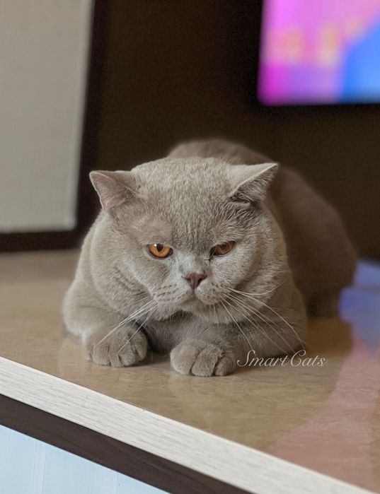 Вязка. Британский короткошерстный кот