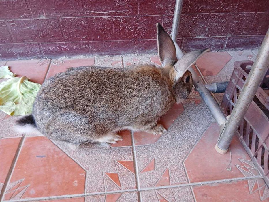 Самка Большой породистый кролик Фландер.