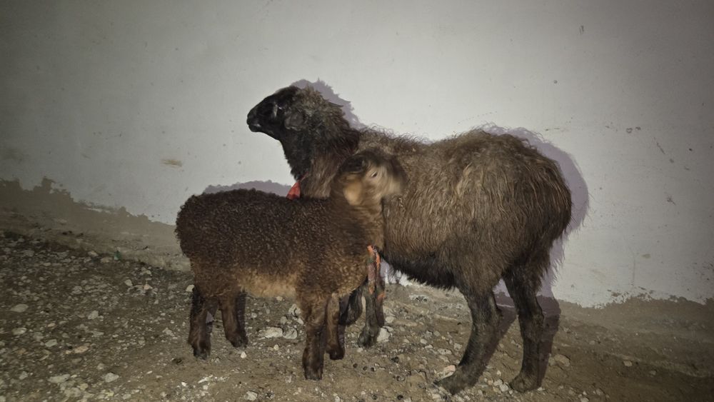 Козылы койлар сатылады