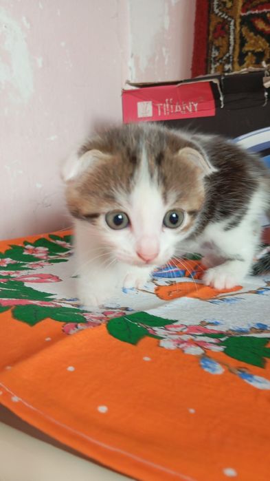 Котята девочки!!