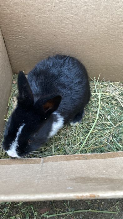 Крольчата 1,5 месяца