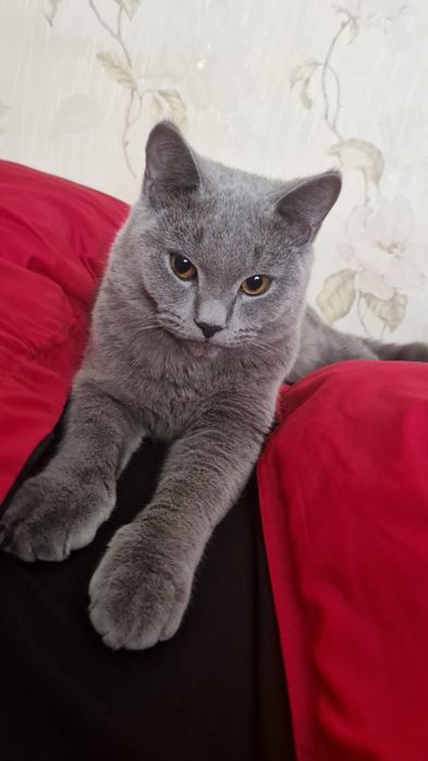 Веслоухий шотландец ищет кошку