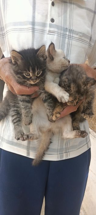 Кошки бесплатно домашние