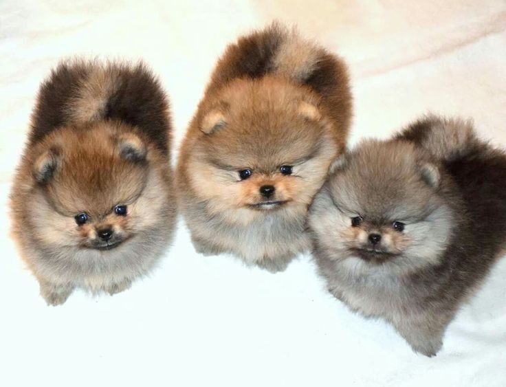 Бронь на щенков шпиц