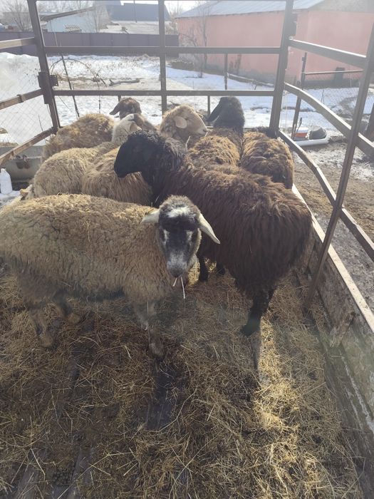 Тоқтылар сатылады ,семіз ұрғашы