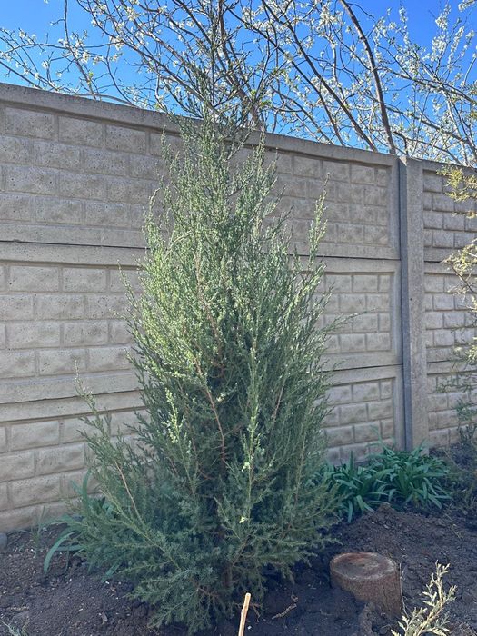 Туи-можжевельники