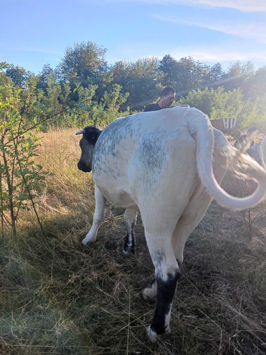 Animale domestice mai exact vaci din gospodarie propie