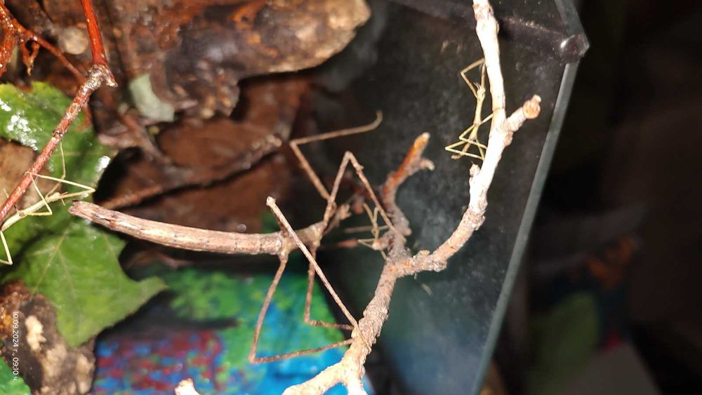 Анамската пръчка  или Annam walking stick - пръчици