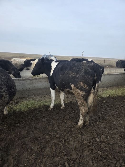 Буаз сиир корова