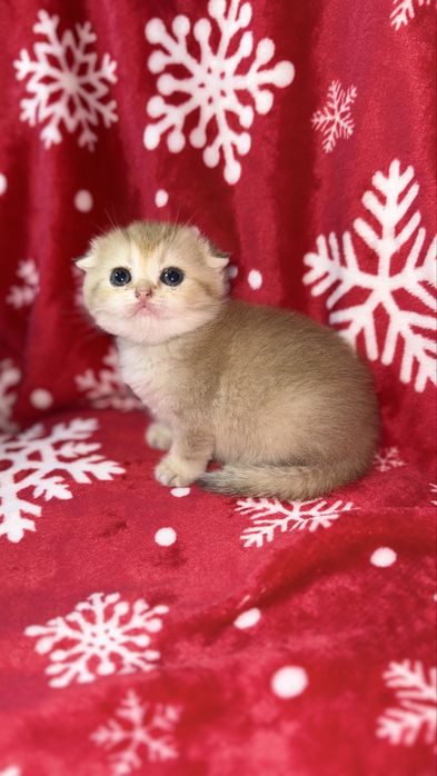 Котята чистокровные Шиншиллы апельсинки