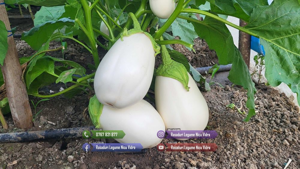 Rasad de rosii / Rasaduri rosii, vinete, ardei, alte rasaduri legume