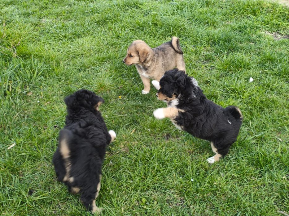 Cățeluși talie mica