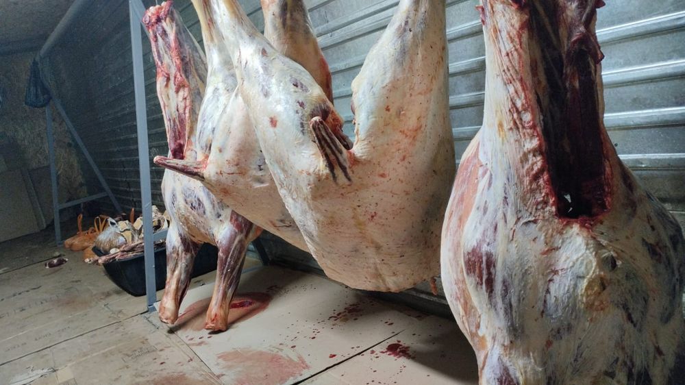 Продам мясо от конины