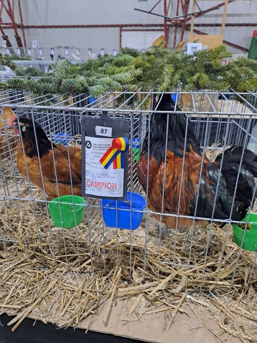 Ouă de vânzare rasa Vorverk