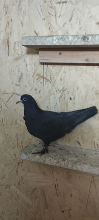 Голуби молодняк на продажу