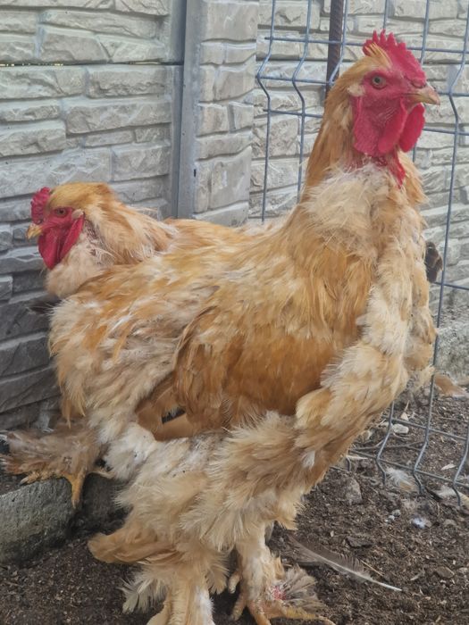 Găini si cocoși Brahma