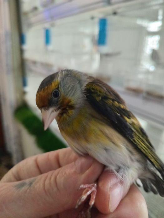 Гебриды щегол и репел.