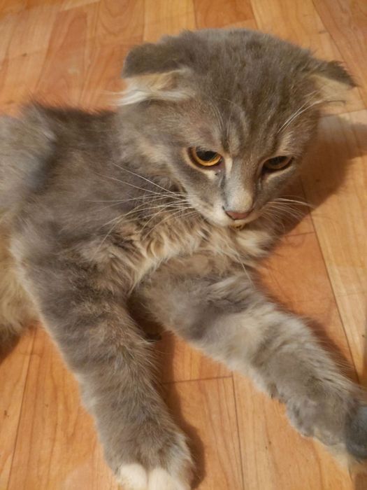 Срочно продаю котёнка