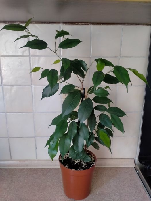 Продам фикус Бенджамина