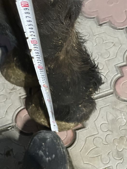 Айгыр кокпар айгыр жеребец