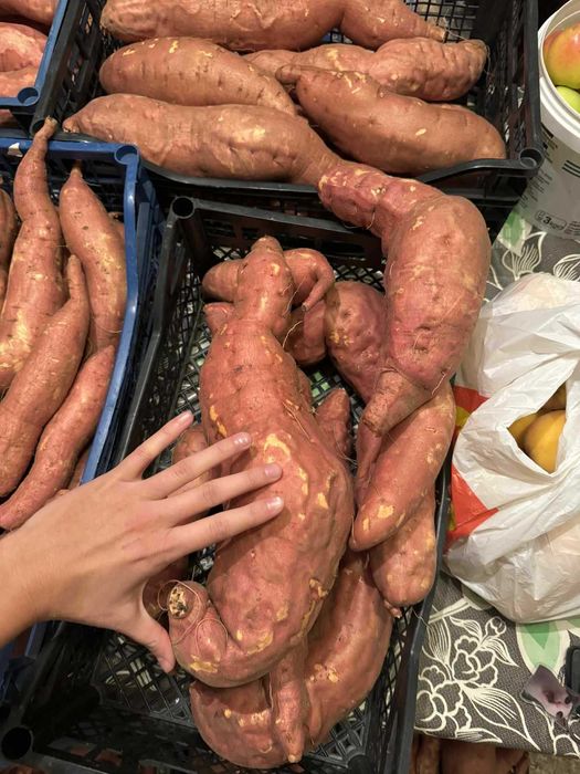 Разсад батат и сладки картофи