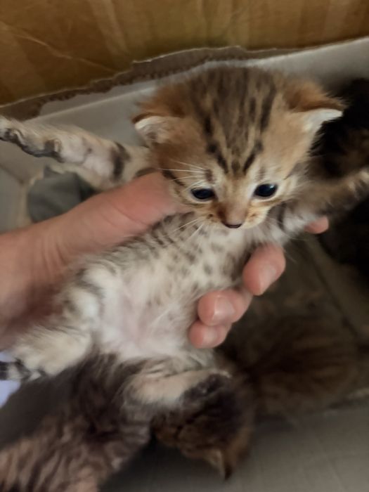 Котенок девочки 3 недели