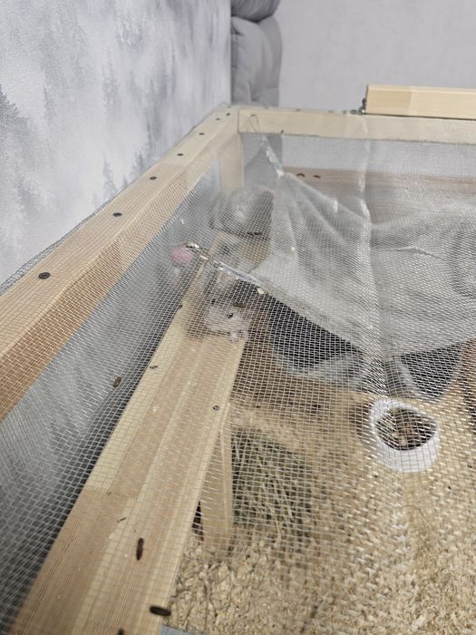 Шиншилла с клеткой !