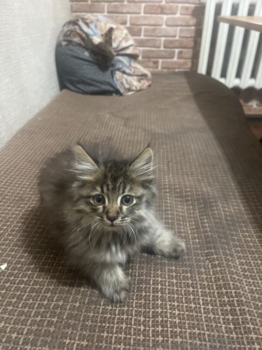 Котик очень красивый