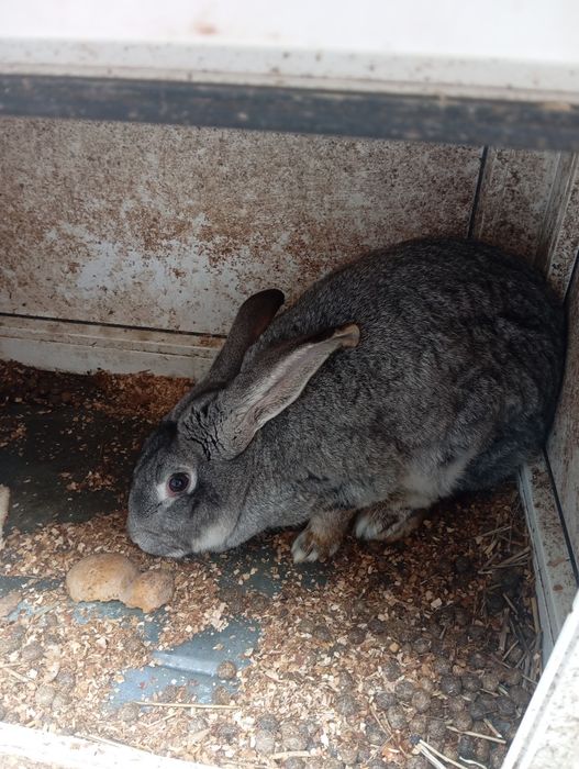 Iepuroaica tânără