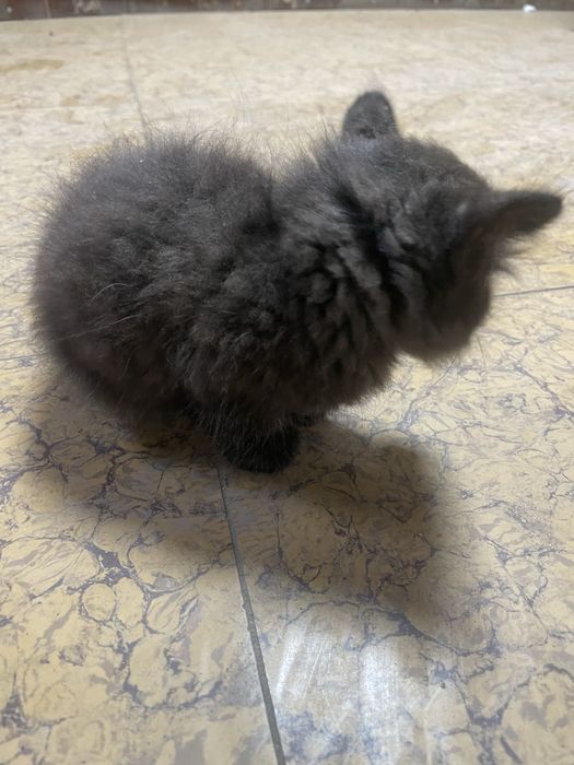 Отдам котенка в добрые руки