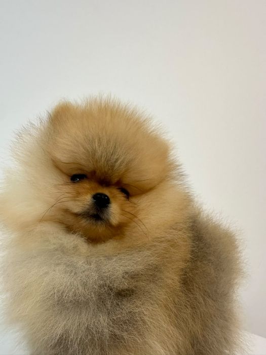 Pomeranian mini toy