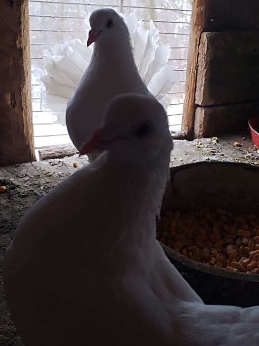 Vând sau schimb porumbei