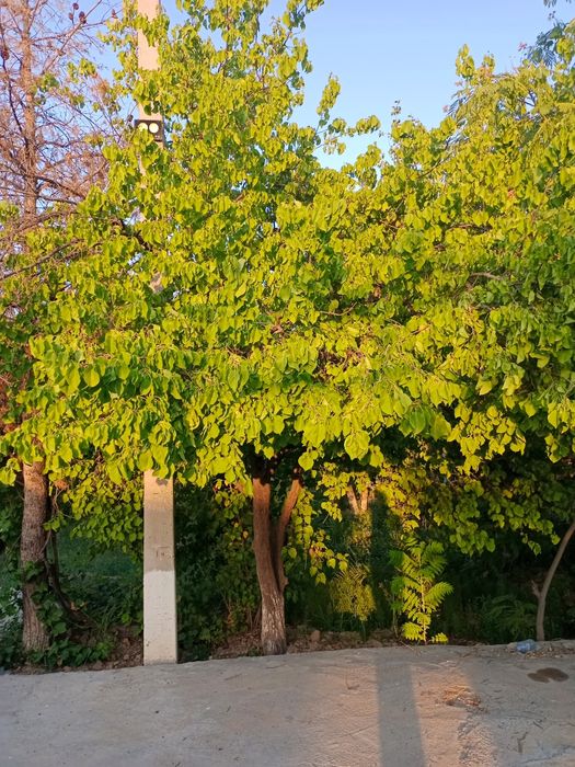 Хул ва Курук утинлар сотилади