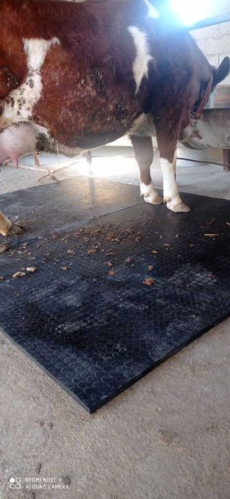 Резина мат қорамоллар учун