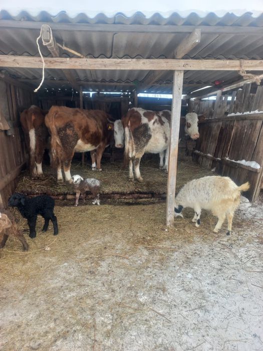 Продам коров 4 головы