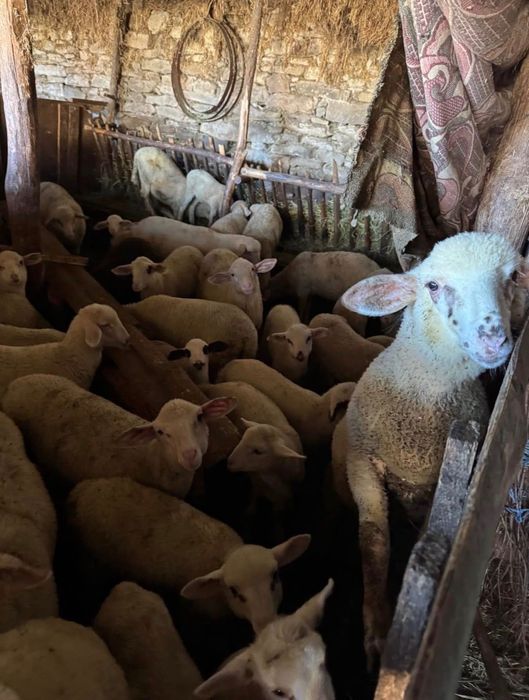 Продавам агнета за празниците