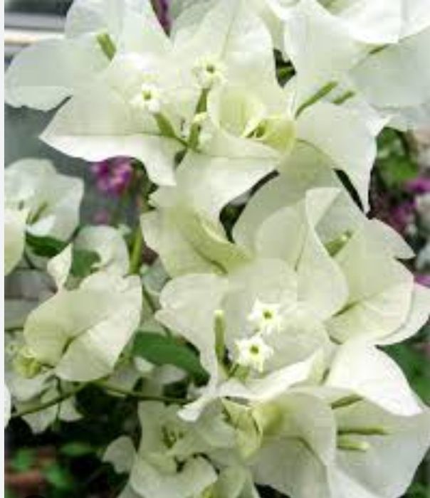 Бугенвилия 5ти расцветок.Комнатные цветы в наличии.