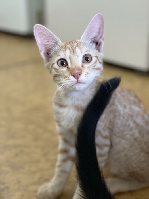 Домашние котята