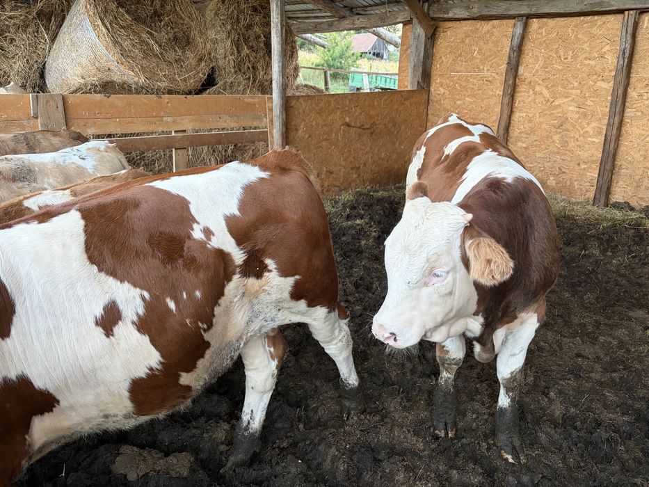 Vind vitei intre 200-300kg