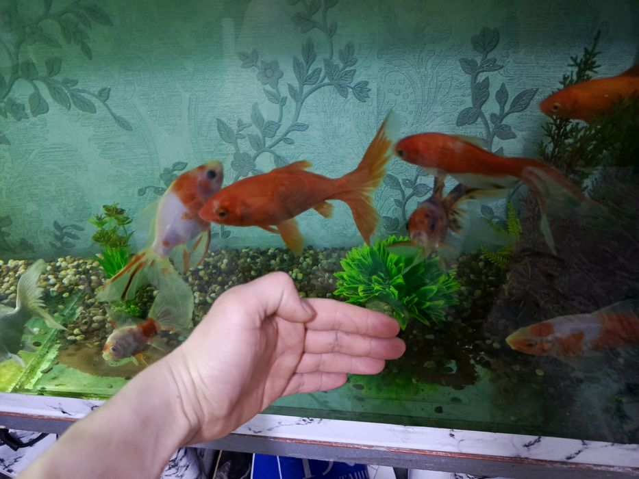 Рыбки коя и космок