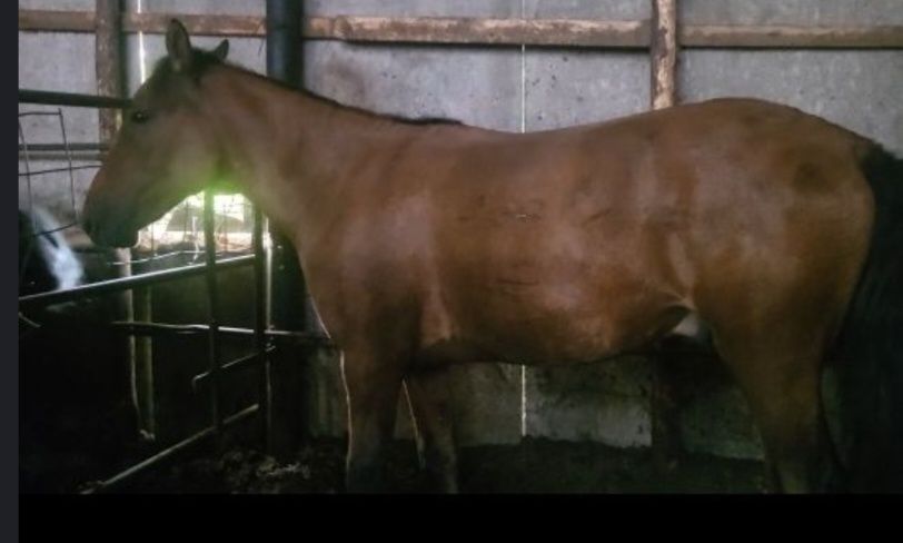 Согымга ургашы малдар сатамын