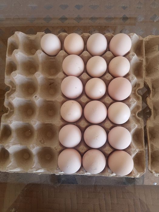 Кора шахзода ва Ухаюл тухумлари уругланган