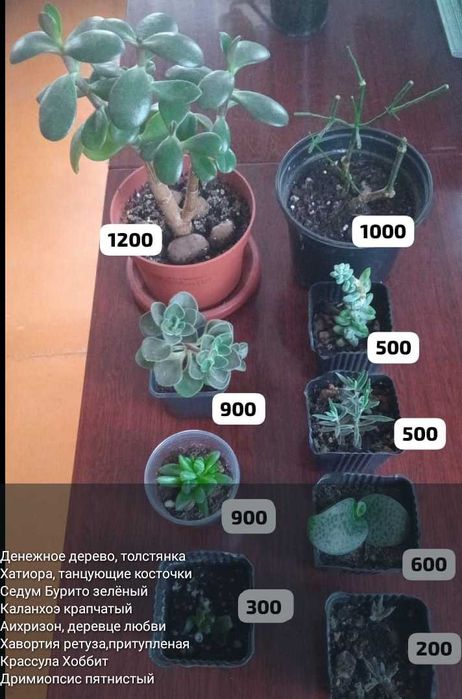 Суккуленты,полянки,укореняшки,срезы