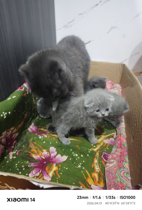 Scotish fold 2 haftalik