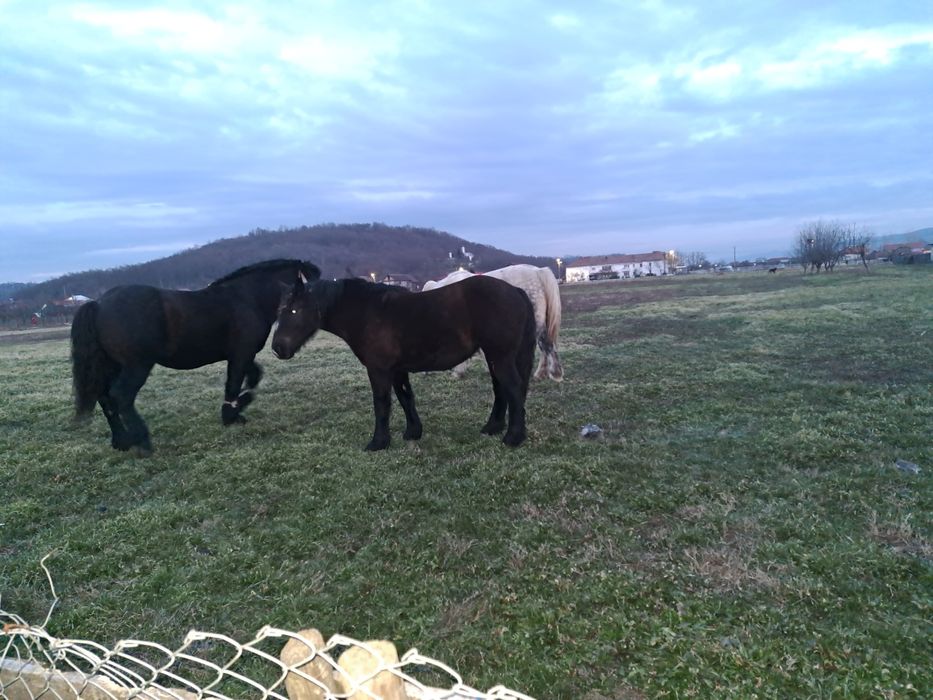 Vând mânzā de 1 an și șapte luni